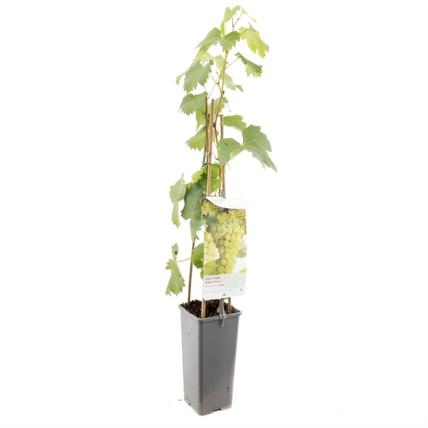 Vitis 'Fanny' - C2 50-60 CM